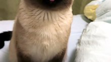 #funny_pets_animals_funny