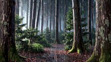 Deep Forest Rain for Sleep | Relaxing Nature Sounds for Deep Sleep, Stress Relief & Study #rain #relax #deepsleep #trending #viral