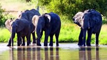 AFRICAN SAFARI