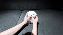 #funny_pets_animals_funny