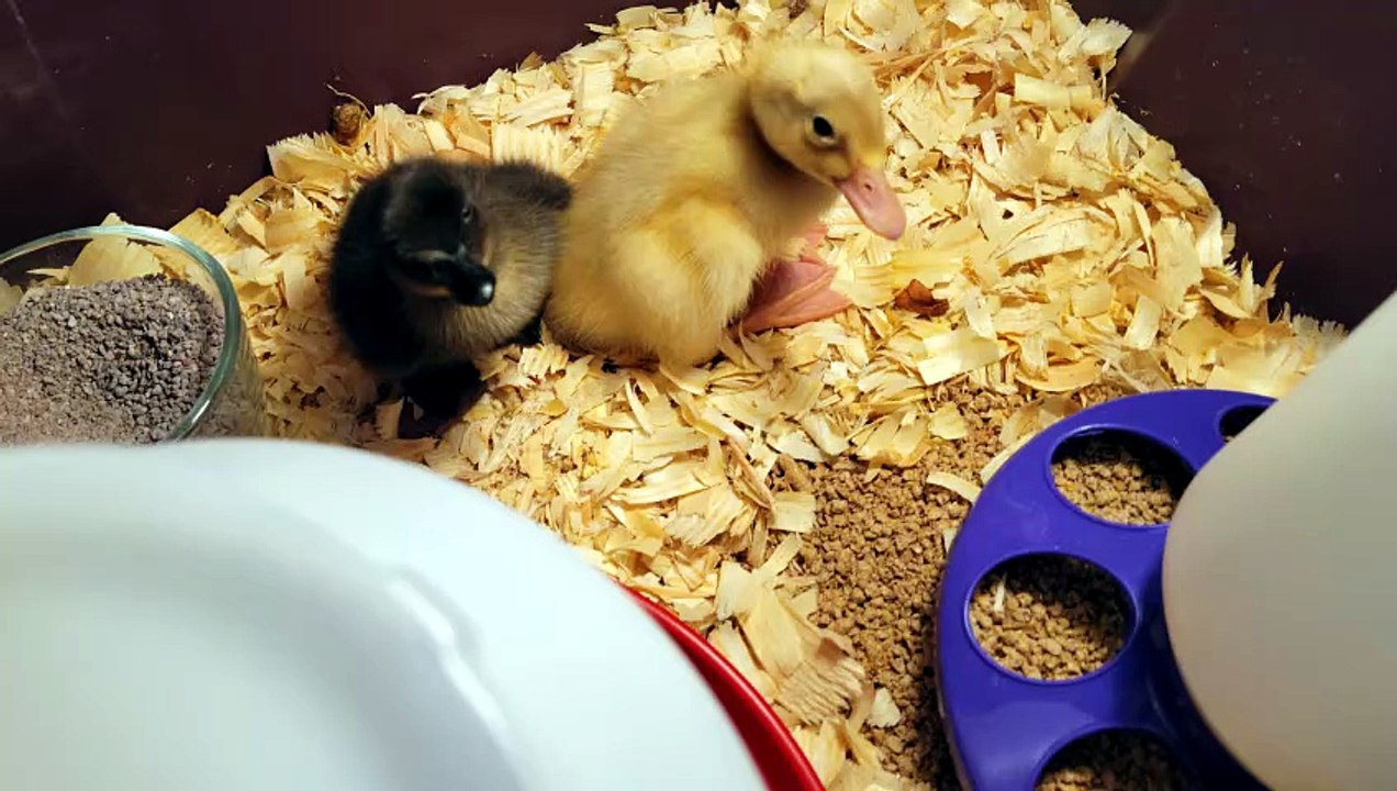 Some more nice close-ups of DVD and MTM. | #SparklegleamFarm #DVD #MaryTylerMolt #DickVanDuck #MTM #farm #ducks #farmanimals #soft #cute