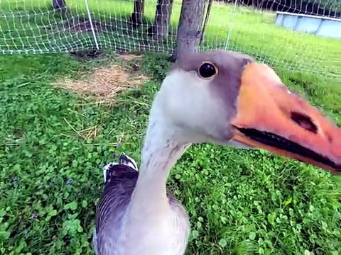 Tooey has something to say. | #SparklegleamFarm #Tooey #homestead #Lemongrab #geese #farmanimals #UNACCEPTABLE #cute