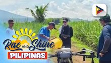 SRA, puspusan na ang mga hakbang upang mapigilan ang pagkalat ng red-striped soft scale insect sa Negros Occidental