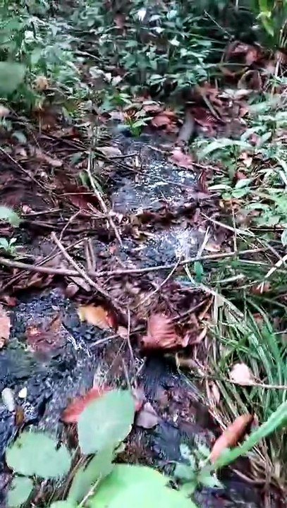Raw Coal Deposits Discovered in a Kalimantan Jungle Stream
