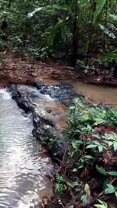 Natural Coal Outcrops and Stream Bed Discovered in Kalimantan Jungle