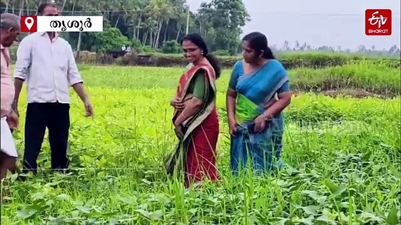 നെല്ലിന് പകരം ഉഴുന്ന്; ജലക്ഷാമത്തെ അതിജീവിച്ച് തൃശൂരിലെ കർഷകരുടെ മുന്നേറ്റം