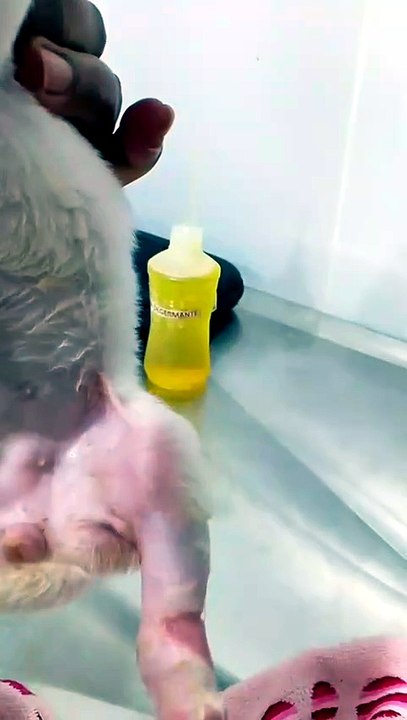 Após apelo, filhote ferida recebe atendimento veterinário, mas moradora do Santa Clara reforça pedido de ajuda para comprar medicamentos