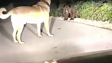 Dog’s Epic Reaction to Seeing a Wild Bear! 🐻🐾