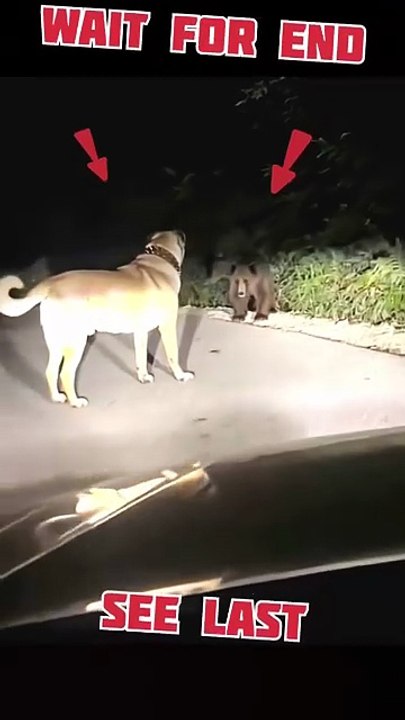 Dog’s Epic Reaction to Seeing a Wild Bear! 🐻🐾