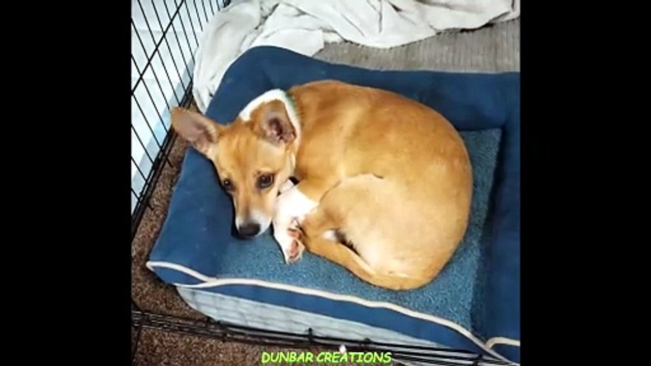 HAPPY PUPPY BAXTER