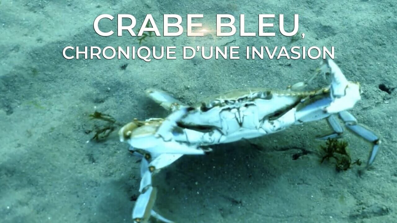 Crabe bleu, chronique d'une invasion