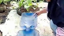 menanam kangkung di galon bekas