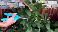 Multiplica tus LIMONES con una Bolsa 🍋 ¡Gratis!