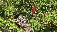 leopard is so smart #animals #viral #wildanimals #leopard #wildlife #nature #bigcat #ytshorts #trend