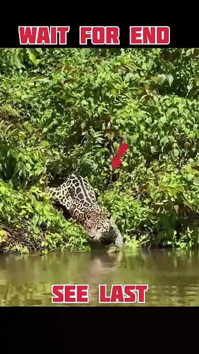 leopard is so smart #animals #viral #wildanimal...