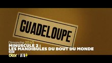 Minuscule 2 - Les mandibules du bout du monde