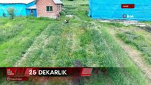 Kastamonu'da kilosu 13 bin TL'den alıcı bulan salebin hasadı sürüyor