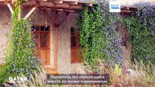 От корней к росту: Сохранение культурного наследия Катара