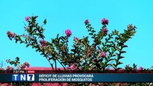 tn7-ministerio-de-salud-preve-aumento-en-casos-de-dengue-por-el-fenomeno-de-el-nino-160626 [Full Movie]