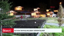 Oltu'da 'baykuş kelebek' görüntülendi
