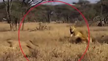 Lion Behaviour for other animals #shorts #video #trending #viral #lion