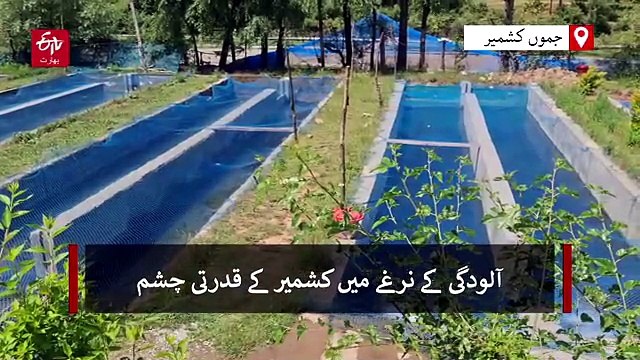 آلودگی سے کشمیر کے قدرتی چشمے متاثر، مچھلیوں کی بڑے پیمانے پر ہلاکت کے واقعات میں اضافہ