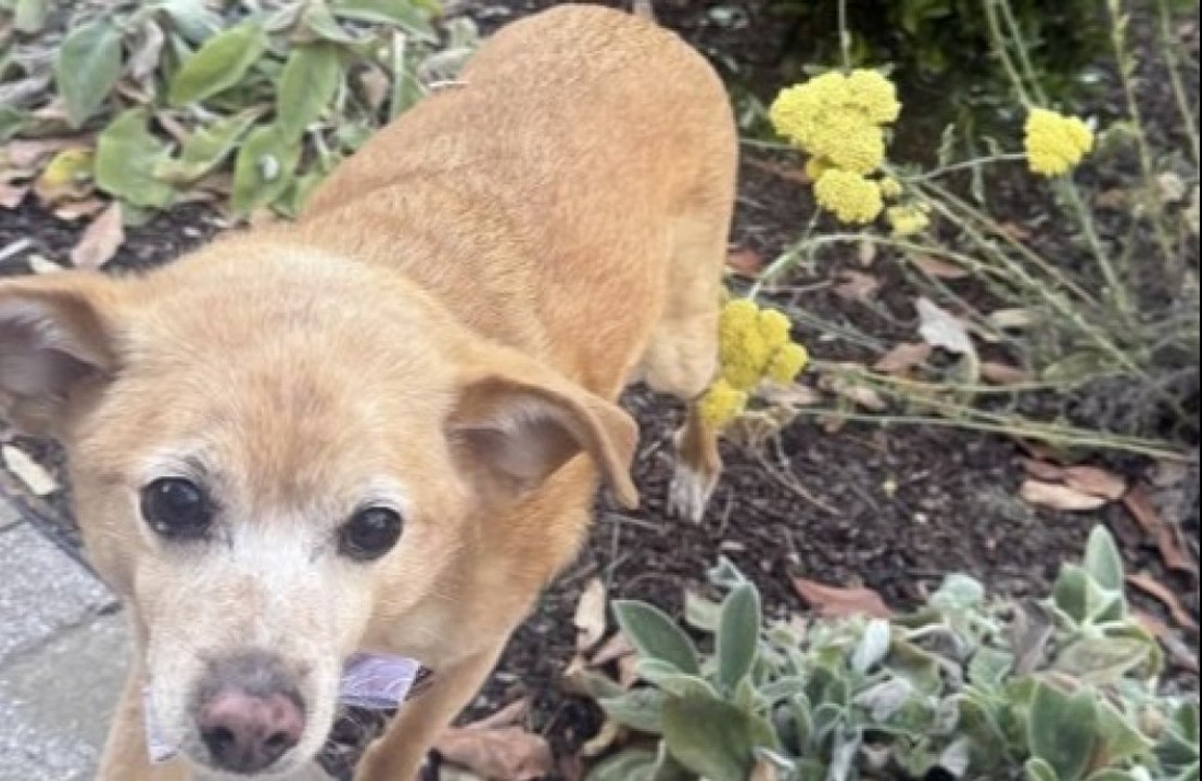 Ariana Grande has praised her pet pooch on his 13th birthday
