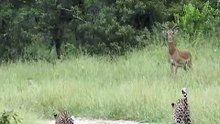 Tense Wildlife Safari Encounter Leopards Casually Walk Past Frozen Impalas