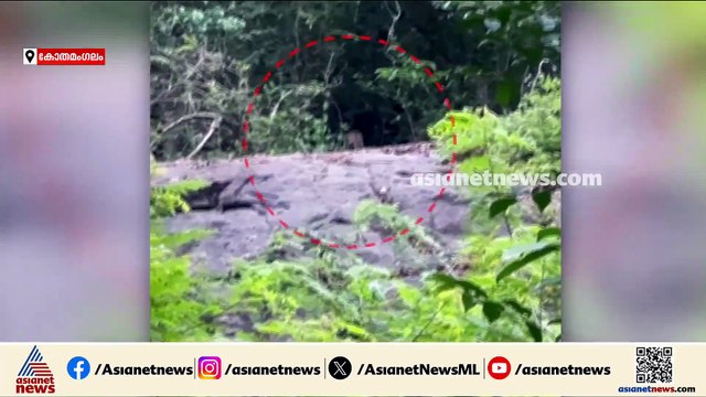 കോതമംഗലത്ത് പുലി ഇറങ്ങിയതായി സംശയം; കാർ യാത്രക്കാർ പകർത്തിയ ദൃശ്യങ്ങൾ പുറത്ത്