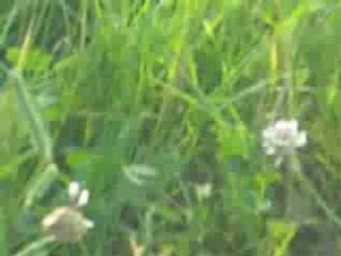 Eva Fête de la musique