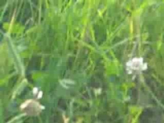 Eva Fête de la musique