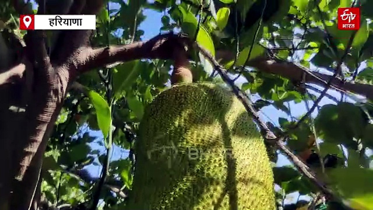 कटहल ने किया मालामाल, फरीदाबाद के किसान मुकेश खेती में कर रहे नए प्रयोग, सालभर हो रही बंपर कमाई