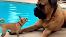 When Pets Lose Their Cool: Funniest Animal Moments