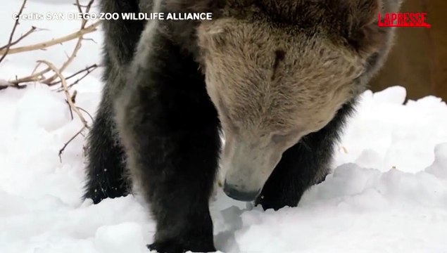 Due fratelli grizzly salvati da cuccioli giocano nella neve allo zoo di San Diego
