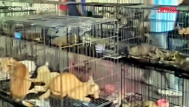 Vietnam, salvati oltre 500 gatti rubati ai proprietari per essere mangiati