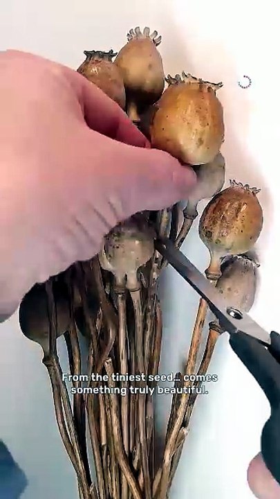 Watch tiny seeds transform into blooming poppies! 🌸