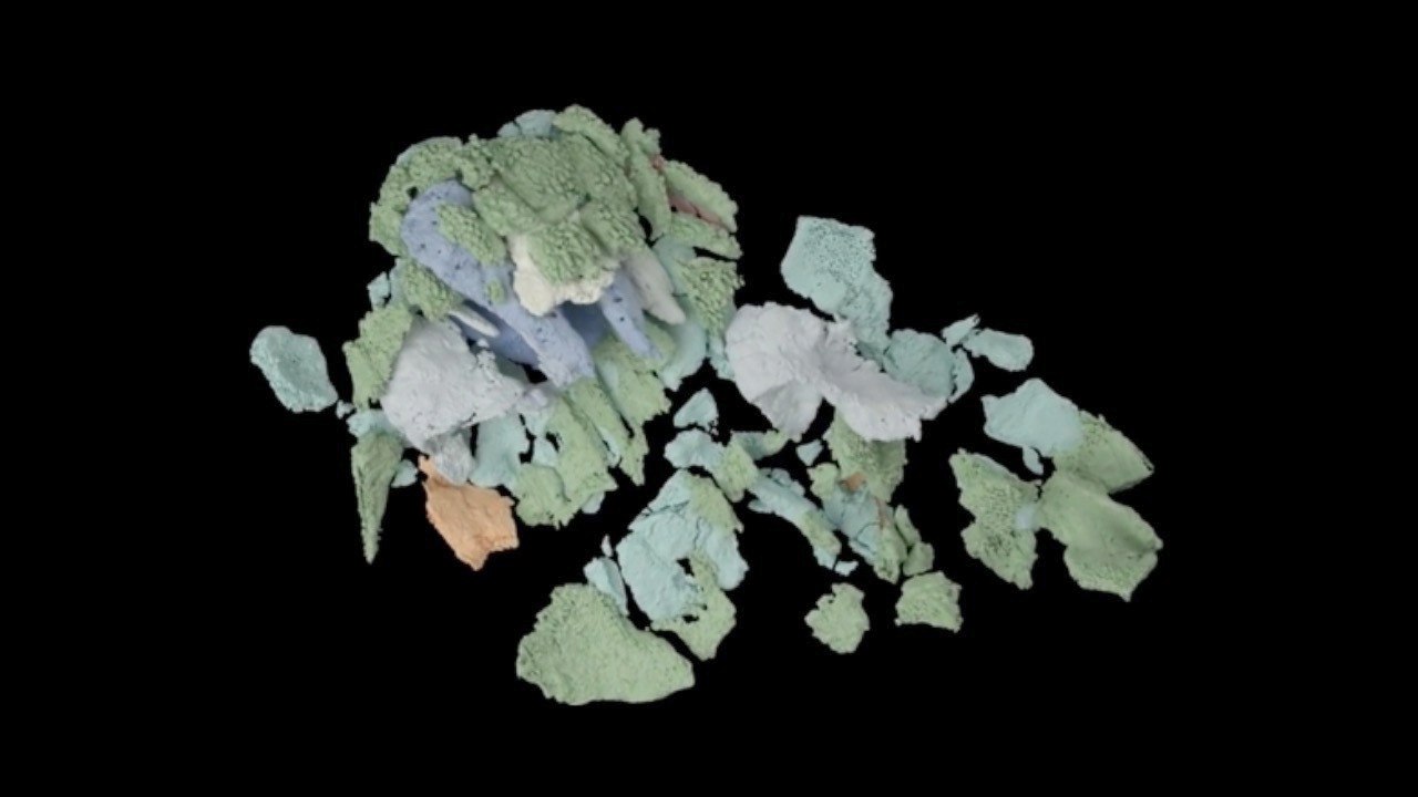 3D renders of the oldest vertebrate fossil offer clues about our evolution