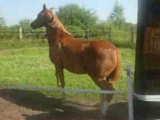 Malou galop a reculons