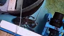 Les homards à l'Océarium du Croisic