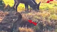 Leopard has miss the chance for lion #shorts #trending #viral #leopard #lions