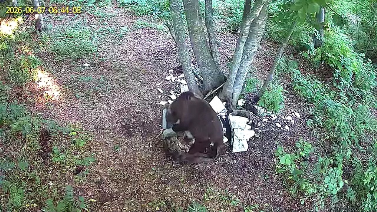 L'orso sull'Altopiano di Asiago in cerca di cibo: nuovi avvistamenti