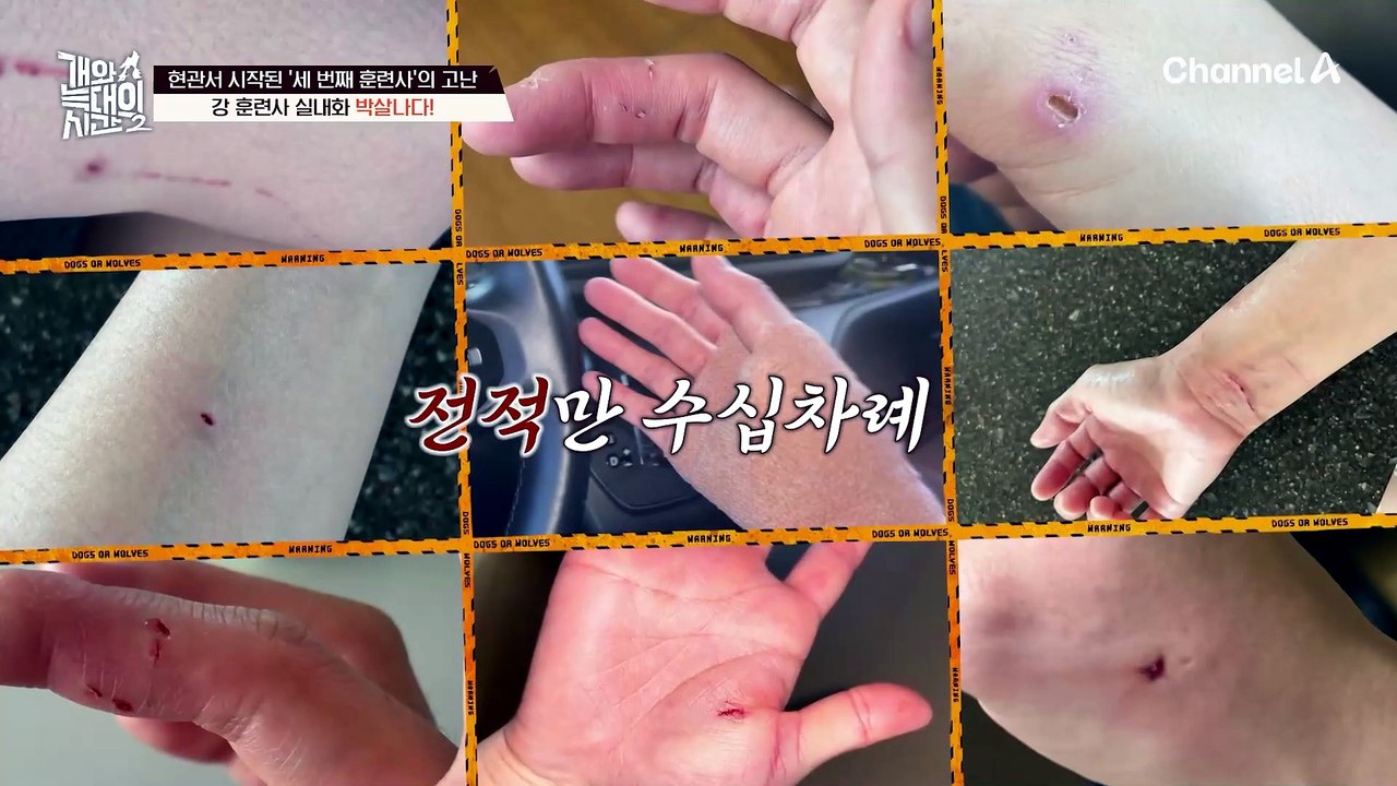 "바로 이때 잘해야 돼요" '강정'과의 신경전에서 이기는 법 전수하는 강 훈련사