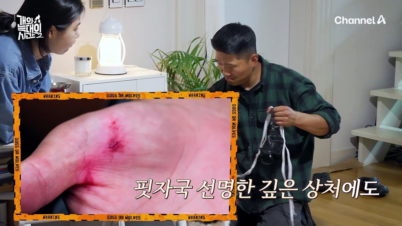 결국 피 봤다.. 역대급 성질머리 늑대개 '강정';; 출혈 투혼 하는 강 훈련사ㅠ