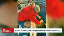 Ayağına parke taşı bağlanmış deniz kaplumbağasını kurtardılar