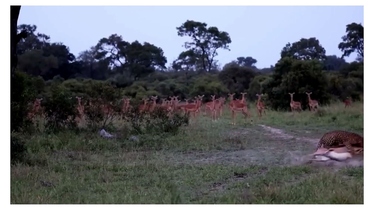 🦌 Leopard's Powerful Hunt | Wild Nature in Action 🐆 #Wildlife #Leopard