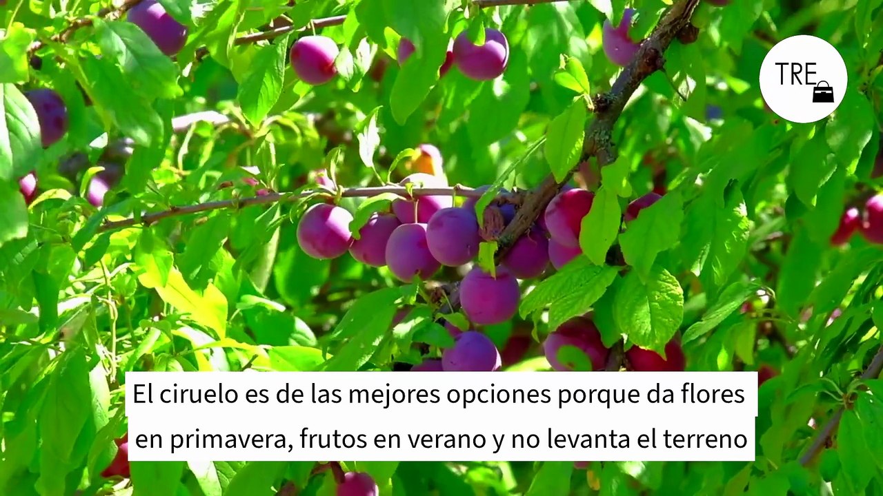 El árbol ideal para el jardín: no levanta el suelo, resiste la sequía y da fruta en verano
