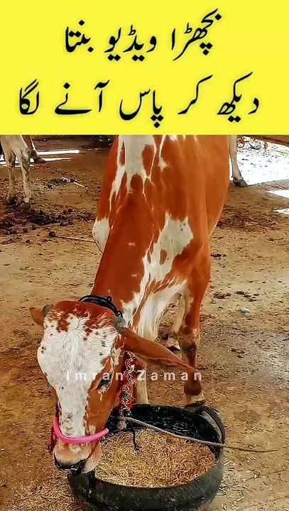 Video Banta Dekh Kar Bachara Pas Agaya😍