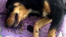 Insane 24 hours saving her