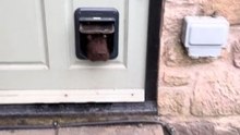 Tiny Dog Door Lets Adorable Pup Take Home Security Seriously