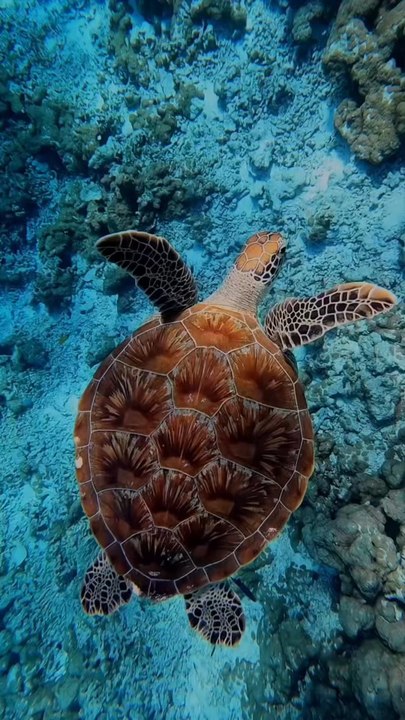 Elles retrouvent leur plage natale après des milliers de kilomètres 🐢
